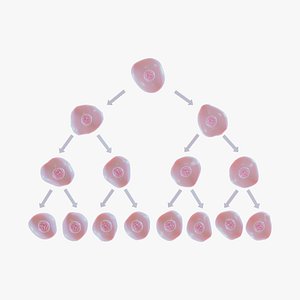 The Cell Division model