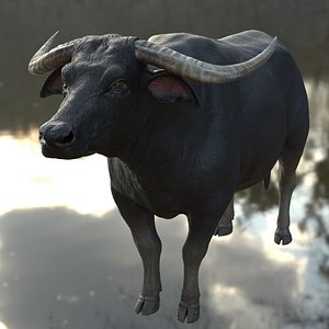 buffalo rigged 3D