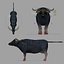 buffalo rigged 3D