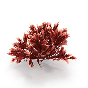 Seaweed Red V3 3D