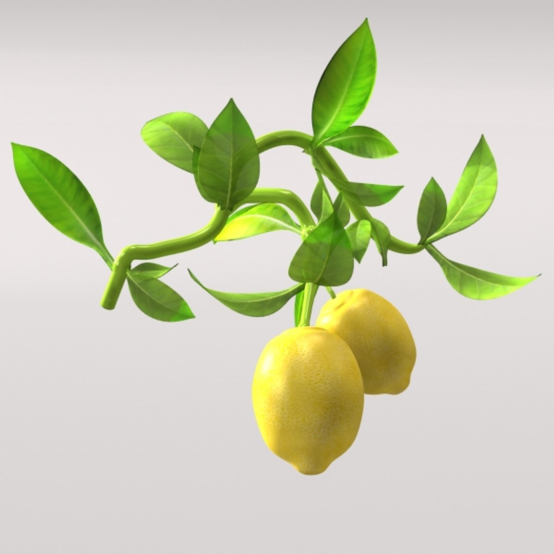 3ds Lemon Branch C