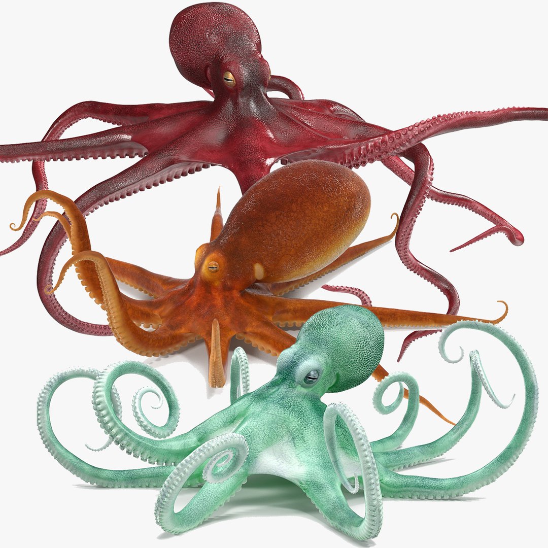 Octopuses Rigged for Maya Collection 3D model preview