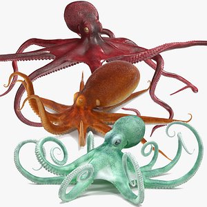 Octopuses Rigged for Maya Collection 3D model