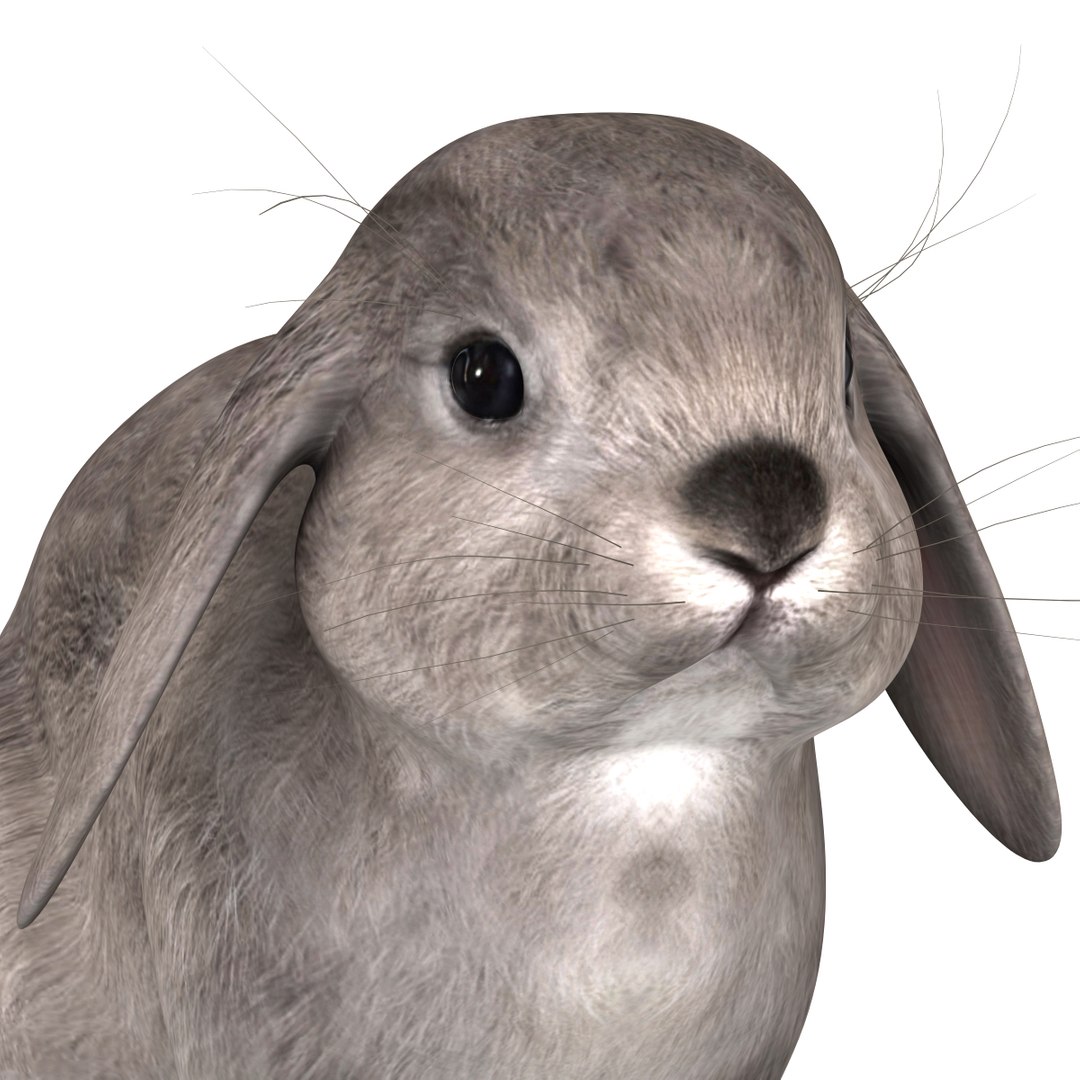 3d Rabbit Grey