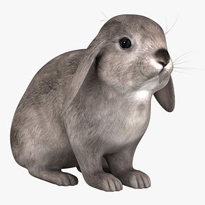 3d rabbit grey