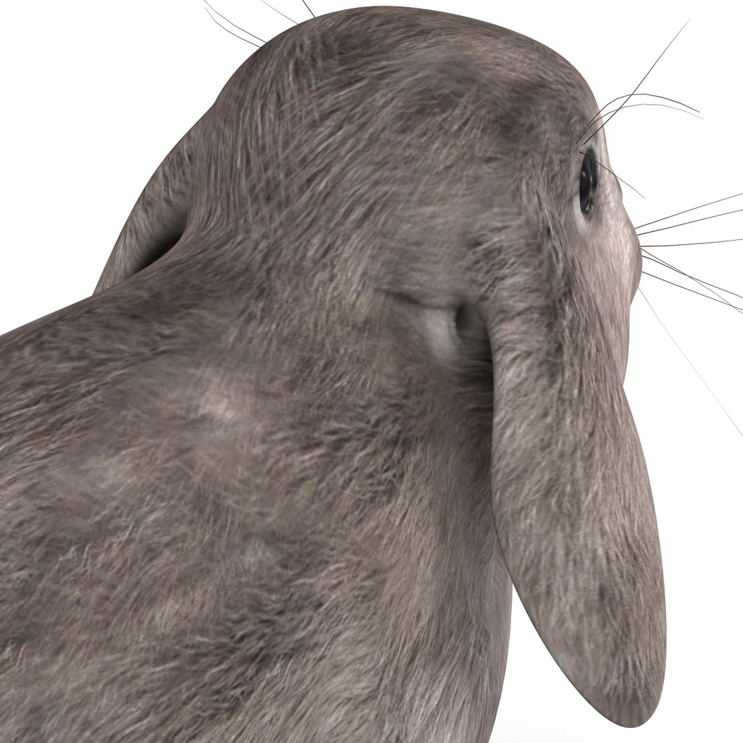 3d Rabbit Grey