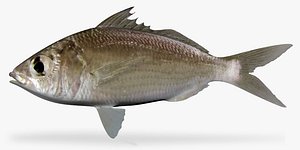 Slender Mojarra