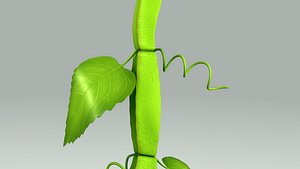 3d model cissus vines