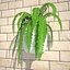 Nephrolepis Fern In Hanging Pot