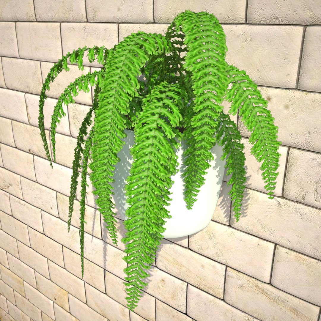nephrolepis plant hanging pot 3d max https://p.turbosquid.com/ts-thumb/FX/qd13YV/Y8wKxRUT/nephrolepis4realisticbg/jpg/1404255477/1920x1080/fit_q87/f49b1278618d4f7a1dcd5644a2bc1f076839d854/nephrolepis4realisticbg.jpg
