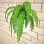 Nephrolepis Fern In Hanging Pot