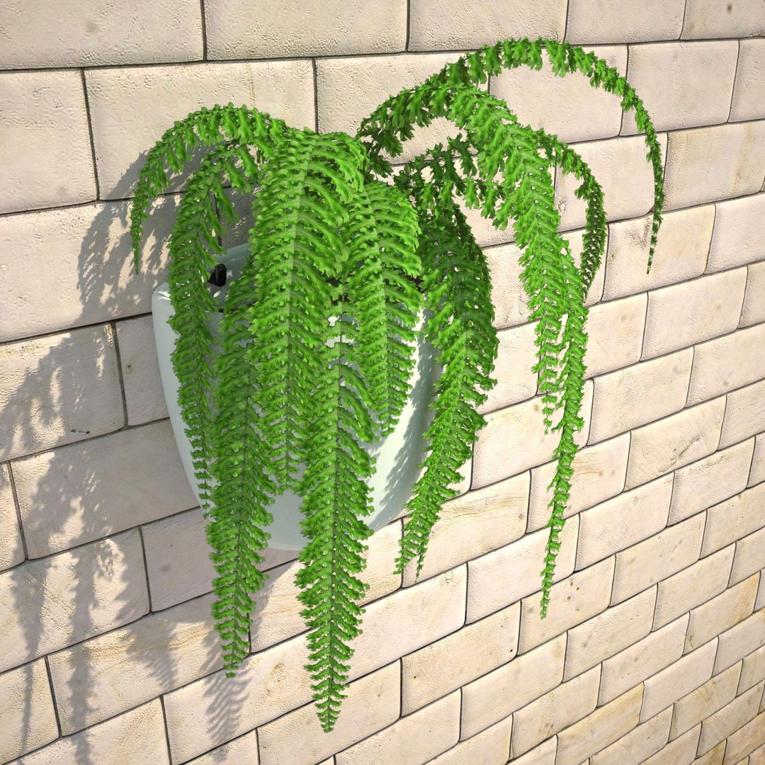 nephrolepis plant hanging pot 3d max https://p.turbosquid.com/ts-thumb/FX/qd13YV/grv5QfKC/nephrolepis2realisticbg/jpg/1404255477/1920x1080/fit_q87/4c66d3285e0d2fe158ea903387785d1bd9a8a525/nephrolepis2realisticbg.jpg