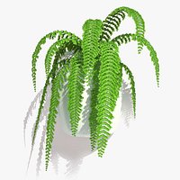 Nephrolepis Fern In Hanging Pot