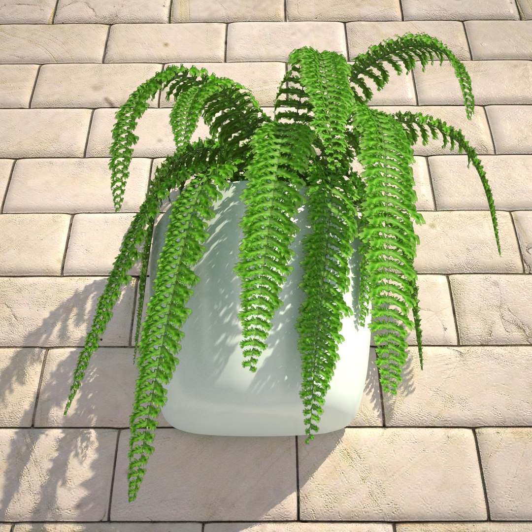 nephrolepis plant hanging pot 3d max https://p.turbosquid.com/ts-thumb/FX/qd13YV/ikl2LAoJ/nephrolepis3realisticbg/jpg/1404255477/1920x1080/fit_q87/677f171f38c69aa4391fa5cadf3bac6d9bae5afc/nephrolepis3realisticbg.jpg