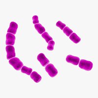 streptococcus