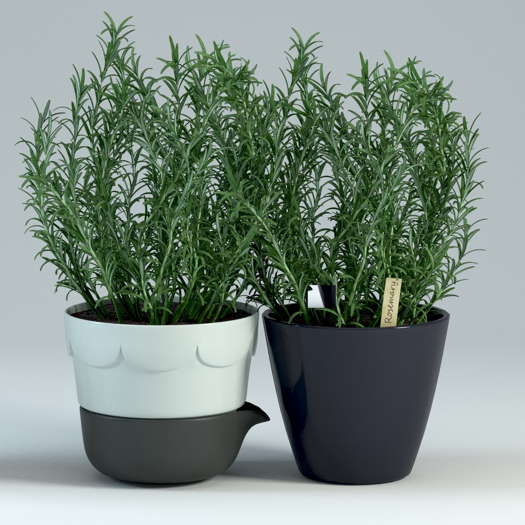 3d Model Rosemary