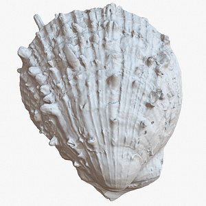 sea shell 21 raw 3D