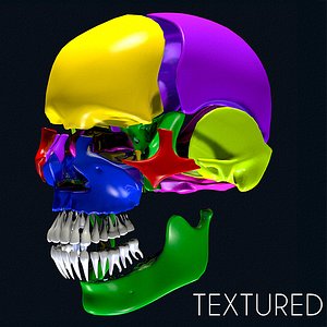 Anatomy Skull Color Parts