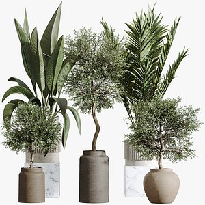 3D model AV Indoor Plants Set 276 Olive Elegant Mission and Banana Strelitzia Nicolai and Areca Palm