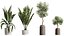 AV Zimmerpflanzen Set 276 Olive Elegant Mission und Banane Strelitzia Nicolai und Areca Palme