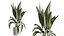 AV Zimmerpflanzen Set 276 Olive Elegant Mission und Banane Strelitzia Nicolai und Areca Palme