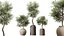 AV Zimmerpflanzen Set 276 Olive Elegant Mission und Banane Strelitzia Nicolai und Areca Palme