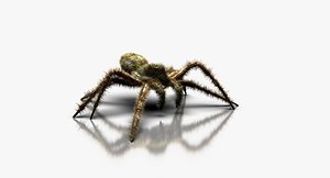 3D model wolf spider