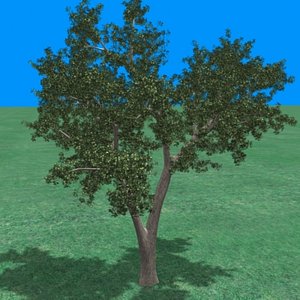 large_maple