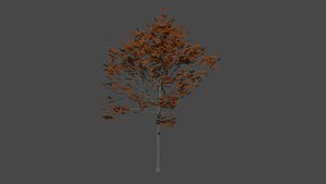 Oak tree 6