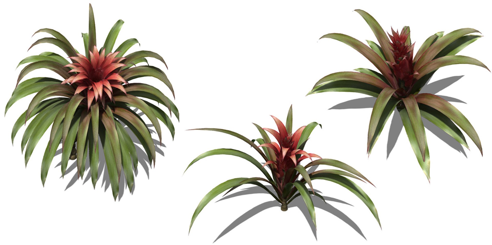 xfrogplants guzmania plant max https://p.turbosquid.com/ts-thumb/FY/RB5qmJ/AW0Y2tLt/fl08_trio/jpg/1341518652/1920x1080/fit_q87/bcc2be3e4ca41bd0c687cf37068364f8b2f903af/fl08_trio.jpg