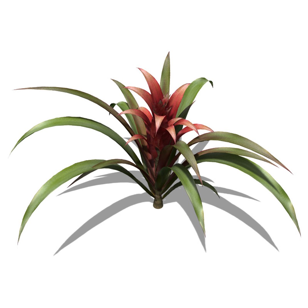 xfrogplants guzmania plant max https://p.turbosquid.com/ts-thumb/FY/RB5qmJ/TkilE4ac/fl08guzmania2/jpg/1462492942/1920x1080/fit_q87/72221608c034401d1a5abb7d8eb4fe09e40ec3b5/fl08guzmania2.jpg
