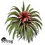 XfrogPlants Guzmania