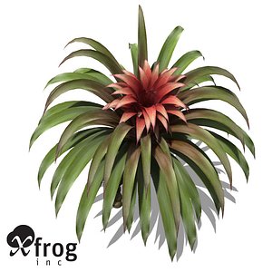XfrogPlants Guzmania
