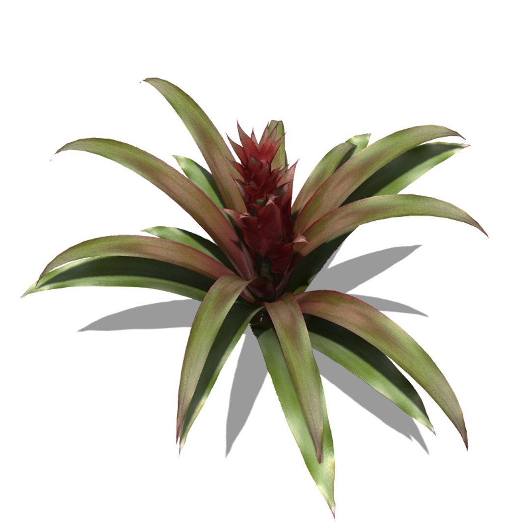 xfrogplants guzmania plant max https://p.turbosquid.com/ts-thumb/FY/RB5qmJ/cl8uba6r/fl08guzmania3/jpg/1462492942/1920x1080/fit_q87/563bb93374a5192fe7413a72e6a8fedba105be7b/fl08guzmania3.jpg
