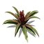XfrogPlants Guzmania