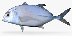 Bigeye Trevally