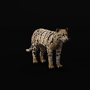Bornean Clouded Leopard 3D model