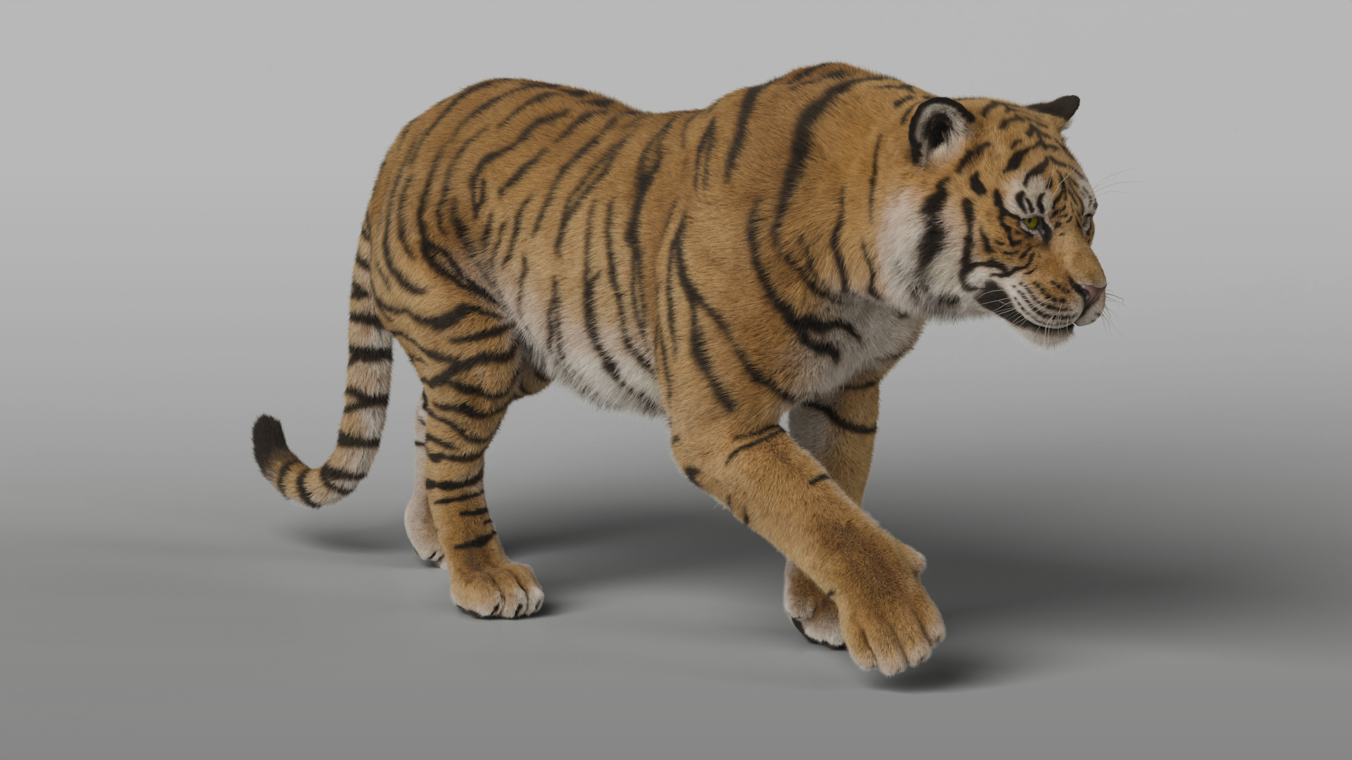 Tiger Rigged Animated 3D Model - TurboSquid 2382590