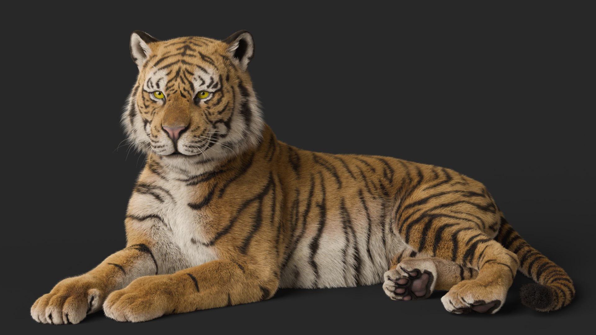 Tiger Rigged Animated 3D Model - TurboSquid 2382590