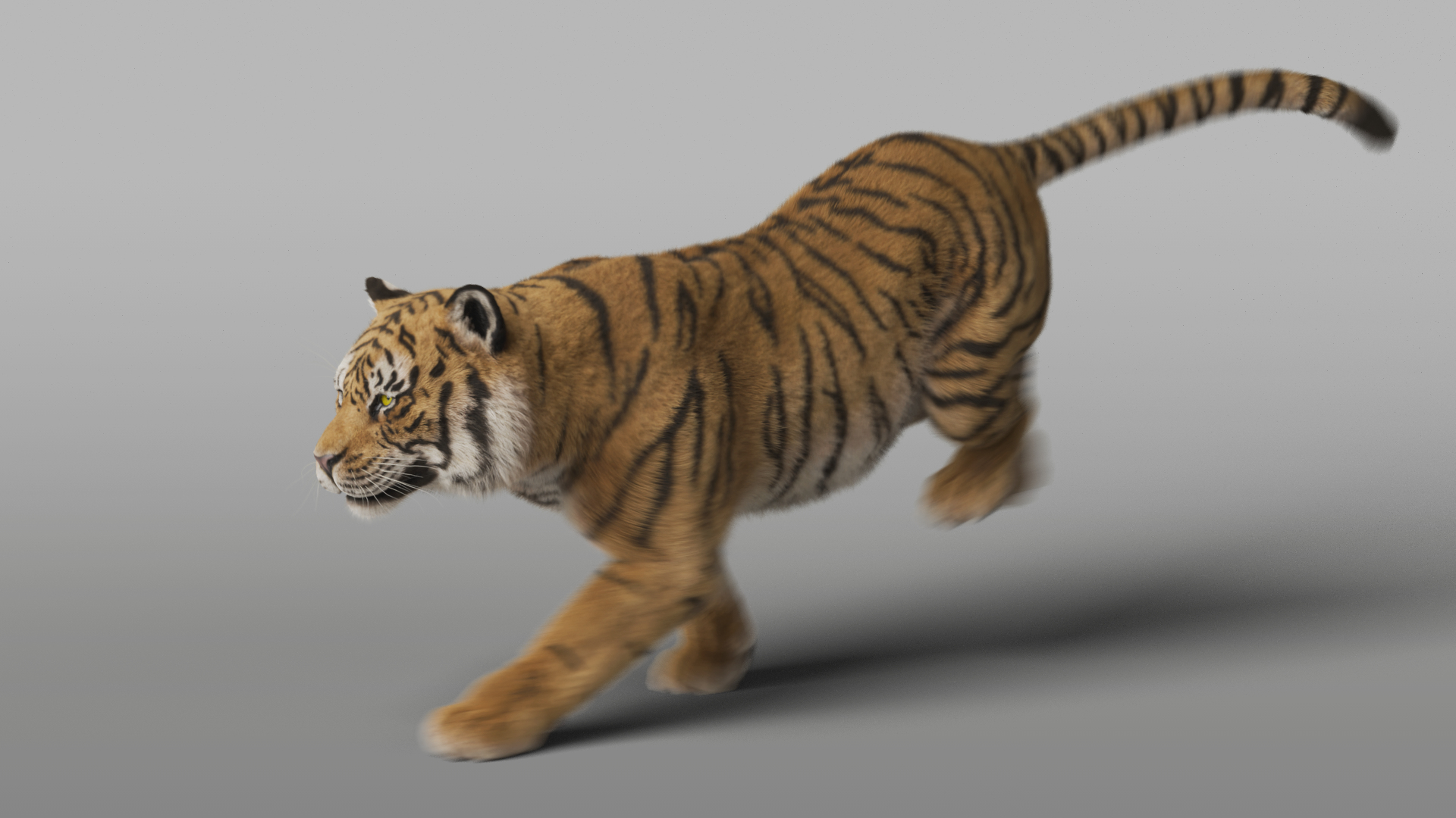Tiger Rigged Animated 3D Model - TurboSquid 2382590