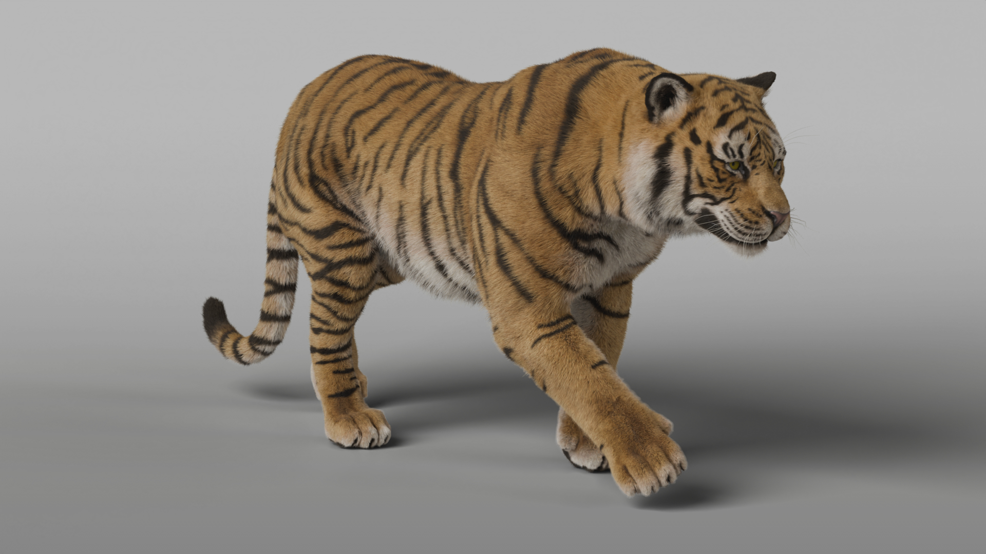 Tiger Rigged Animated 3D Model - TurboSquid 2382590