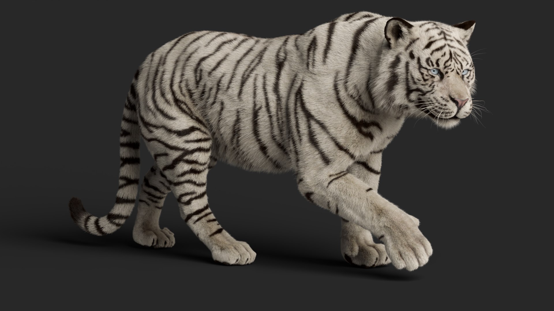 Tiger Rigged Animated 3D Model - TurboSquid 2382590