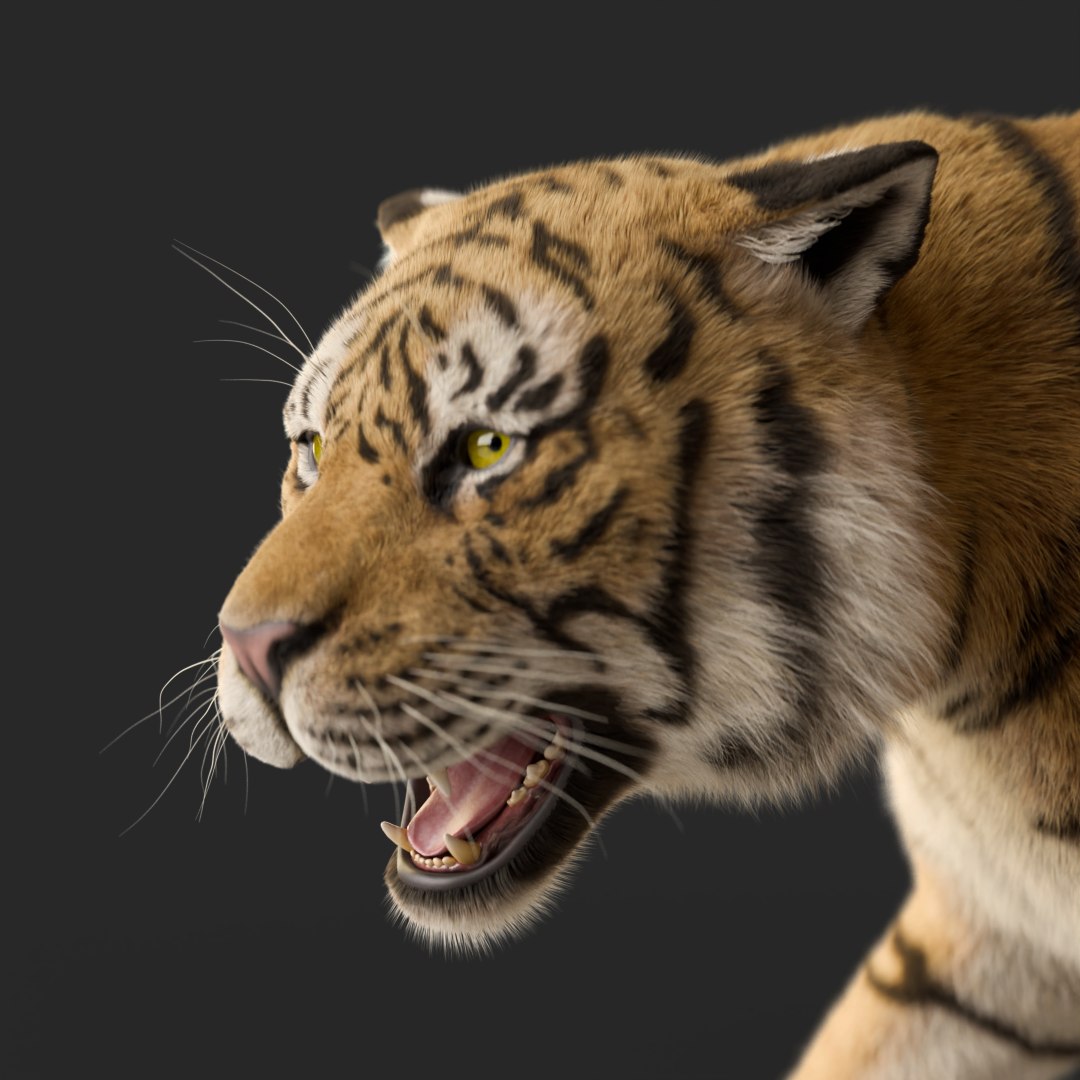 Tiger Rigged Animated 3D Model - TurboSquid 2382590