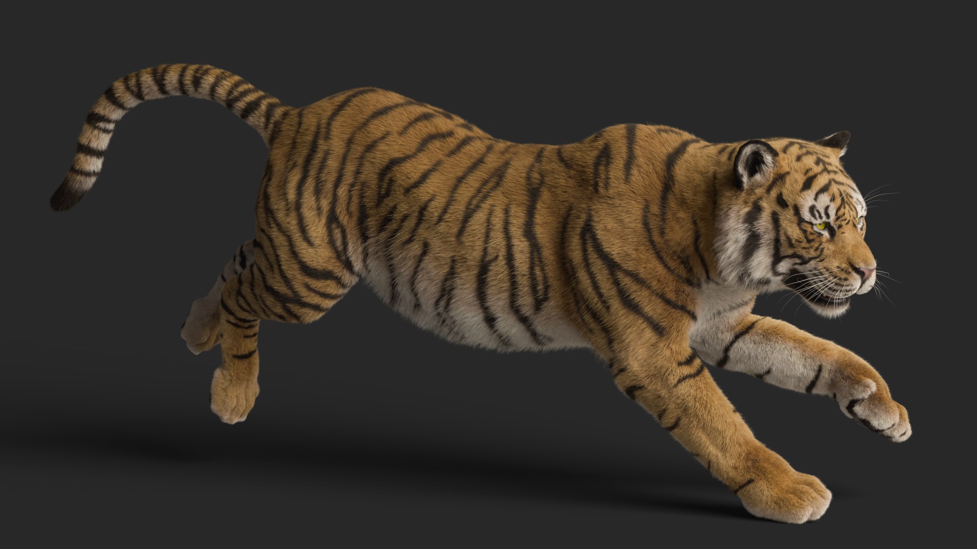 Tiger Rigged Animated 3D Model - TurboSquid 2382590