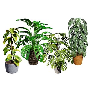 indoor monstera plants 3D model