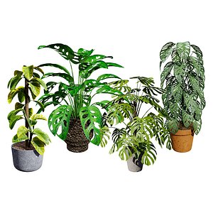 indoor monstera plants