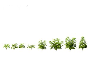 Schefflera octophylla - umbrella plant 01 3D model