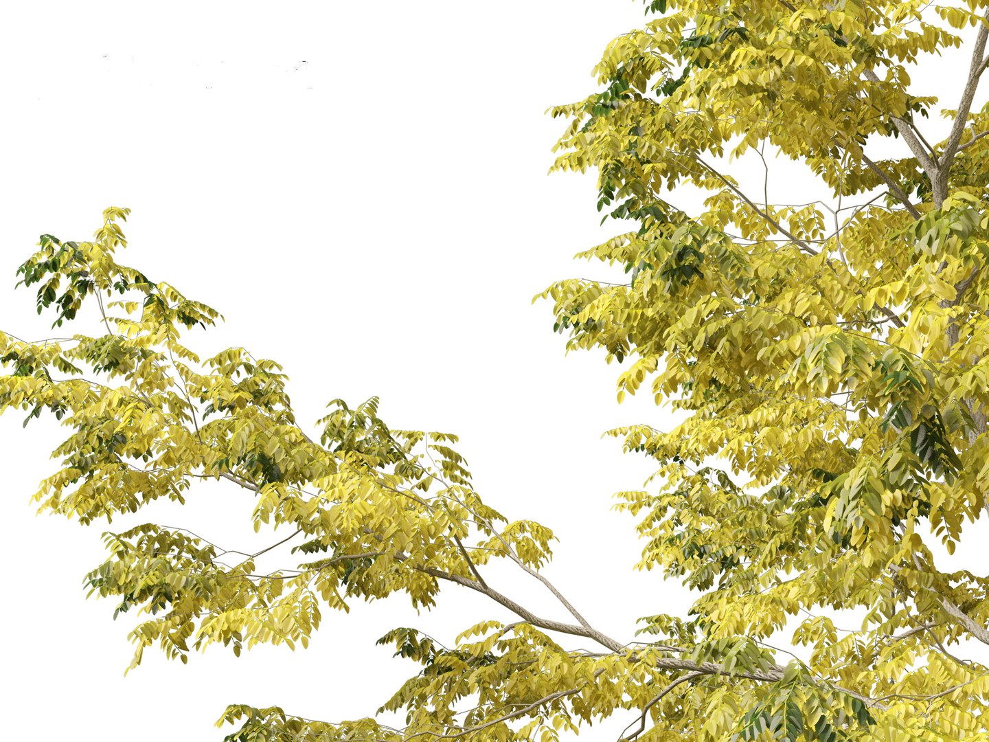 Robinia pseudoacacia - Black locust 03 3D model https://p.turbosquid.com/ts-thumb/FZ/J34QtG/JC/robiniapseudoacacia037/jpg/1696777027/1920x1080/fit_q87/2dd9fe71d9d0c67f567aa520ecdfa7f7a1f075b4/robiniapseudoacacia037.jpg