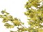 Robinia pseudoacacia - Robinia 03