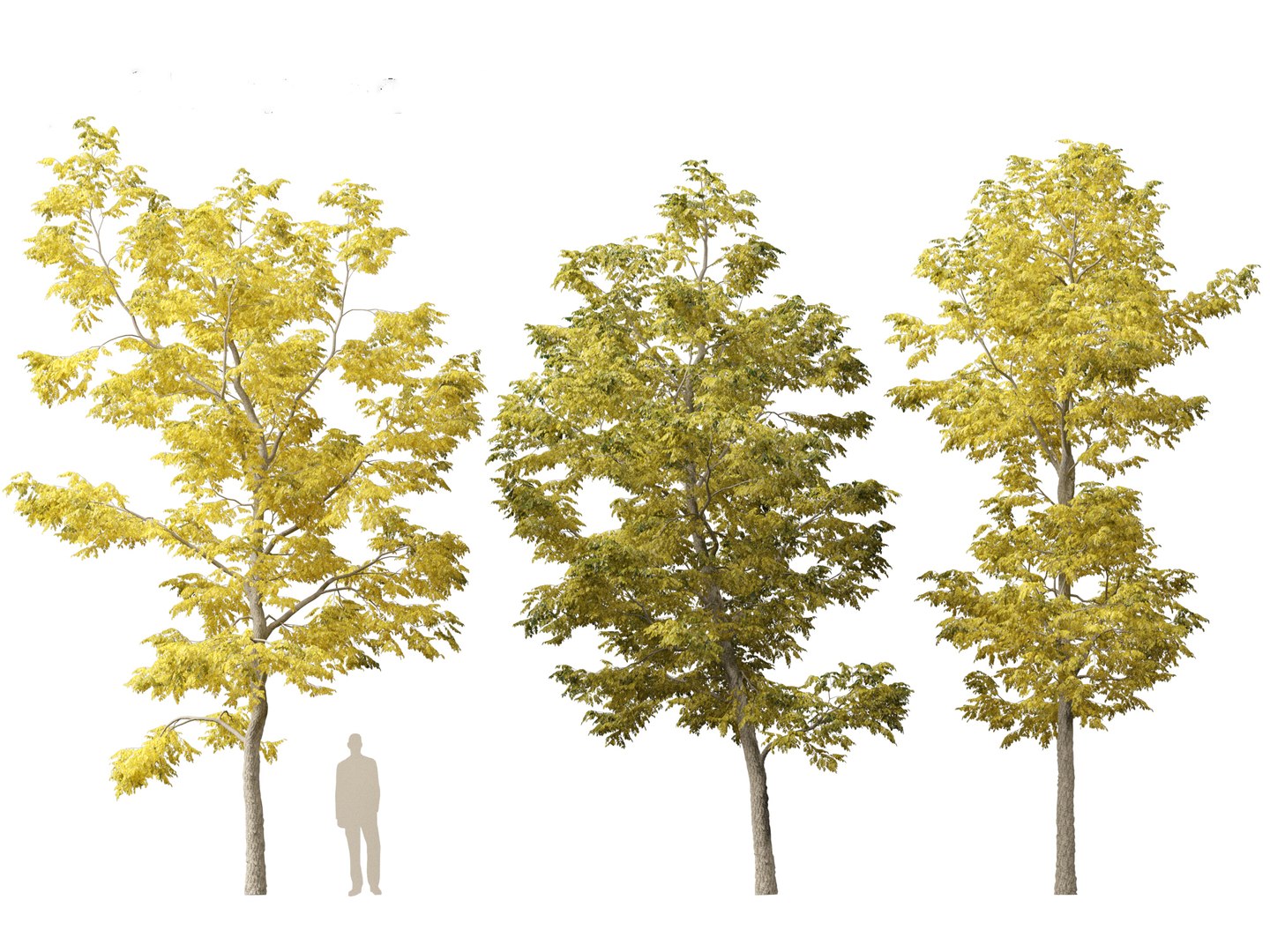 Robinia pseudoacacia - Black locust 03 3D model https://p.turbosquid.com/ts-thumb/FZ/J34QtG/QV/robiniapseudoacacia035/jpg/1696777011/1920x1080/fit_q87/3c5cac3cdfd901c41fa54339f61cde5d4683a2bc/robiniapseudoacacia035.jpg